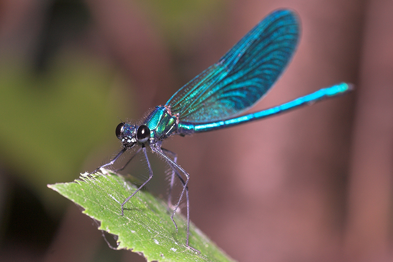 dragonfly's portrait