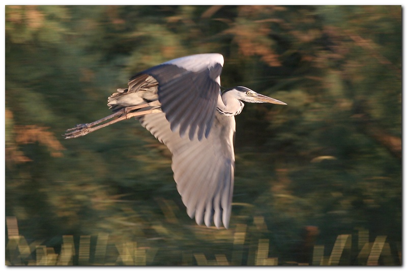 Cenerino al Tramonto