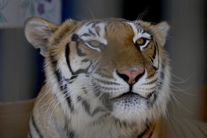 Tigre (Zoo di Napoli :)