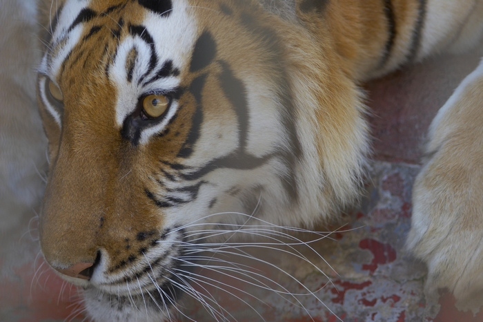 Tigre II (Zoo di Napoli :)