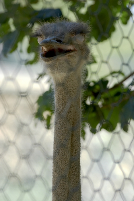 Struzzo (Zoo di Napoli :)