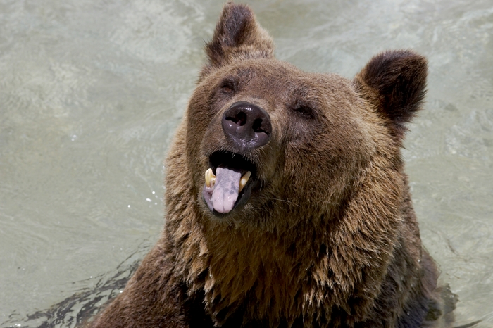 Orso bruno (Zoo di Napoli :)