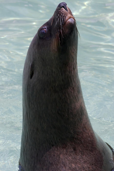 Otaria (Zoo di Napoli :)