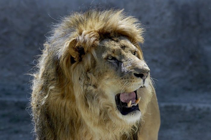 Leone I (Zoo di Napoli :)
