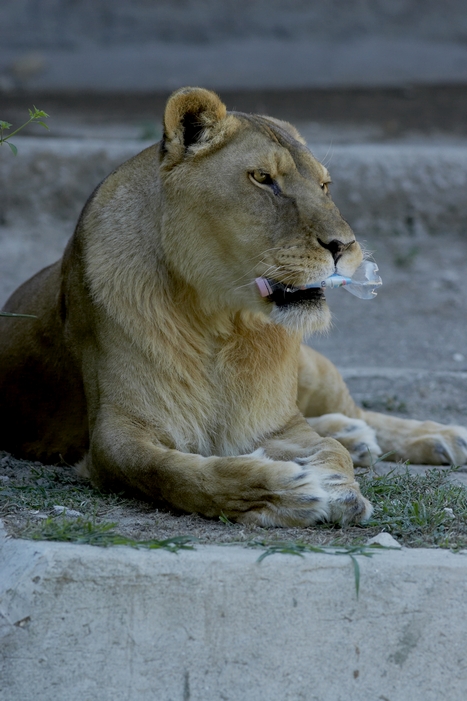 Leonessa (Zoo di Napoli :)
