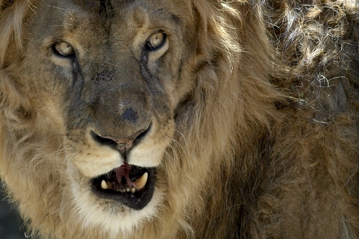 Omaggio al Re (Zoo di Napoli :)
