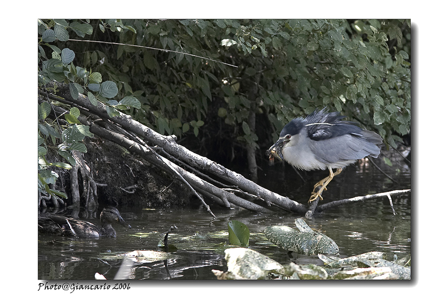 Nitticora vs. Intruso