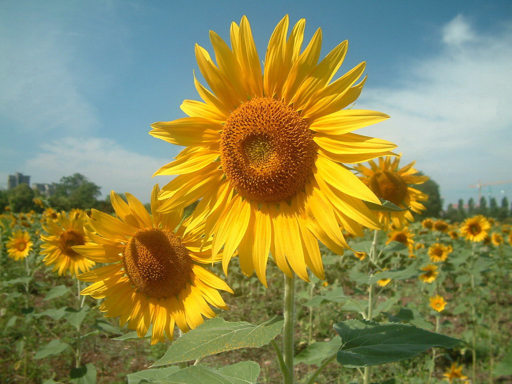Girasoli in citt�