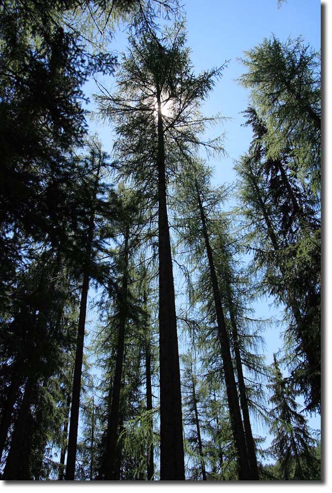 La pineta....rinfrescante