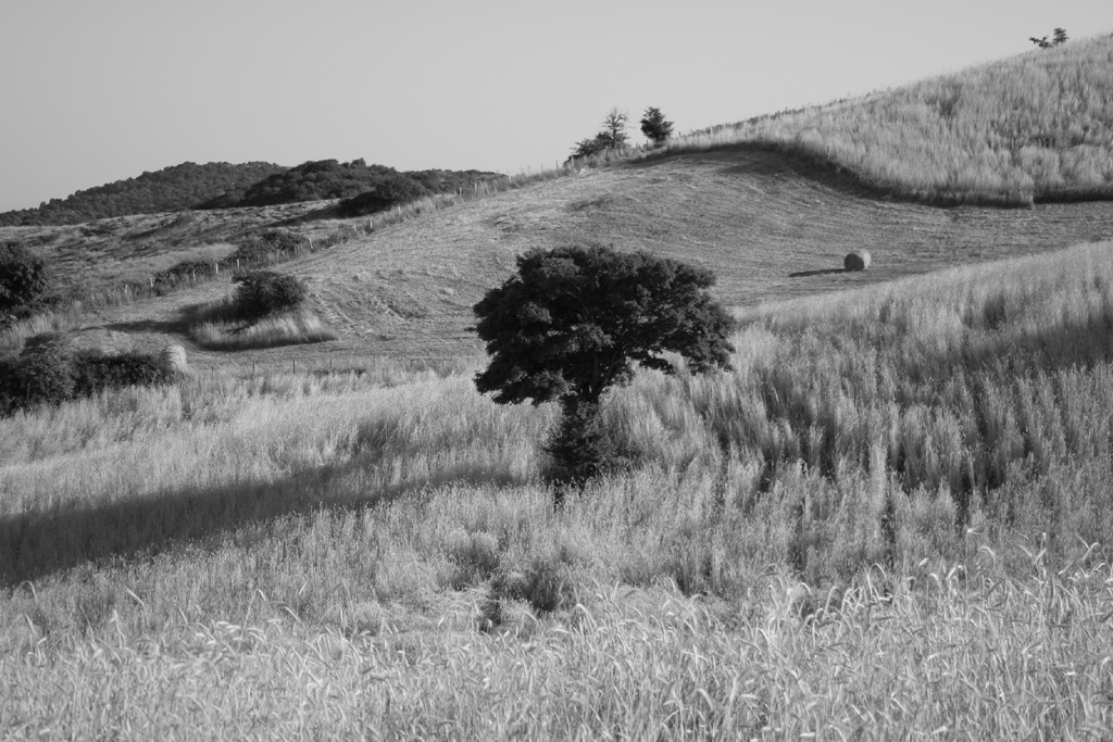 scorcio amiatino in b/n