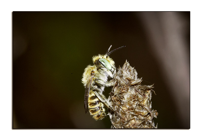 Bee #2