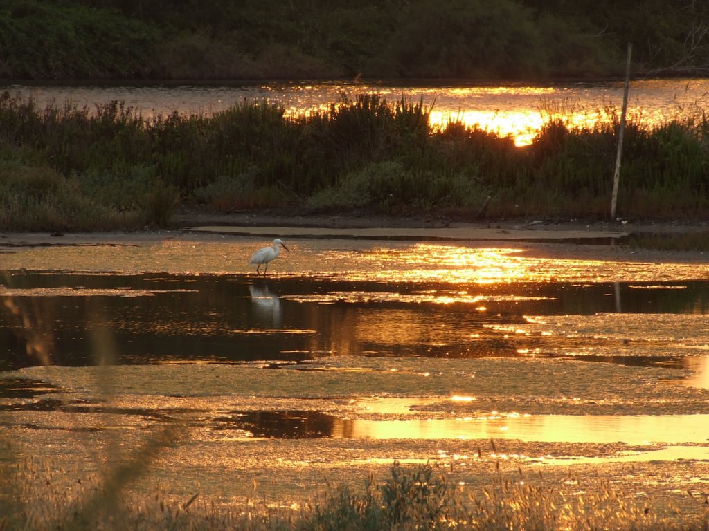 garzetta al tramonto