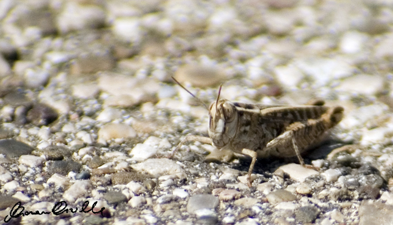 coscienza per strada