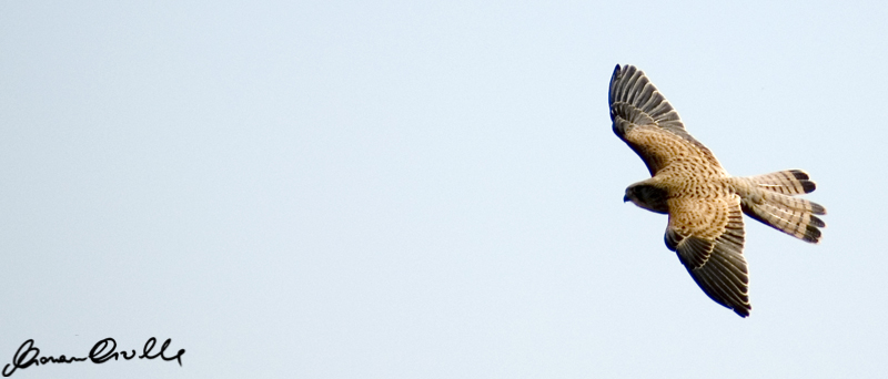 falco grillaio 2