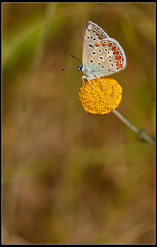 le fleur et le papillon