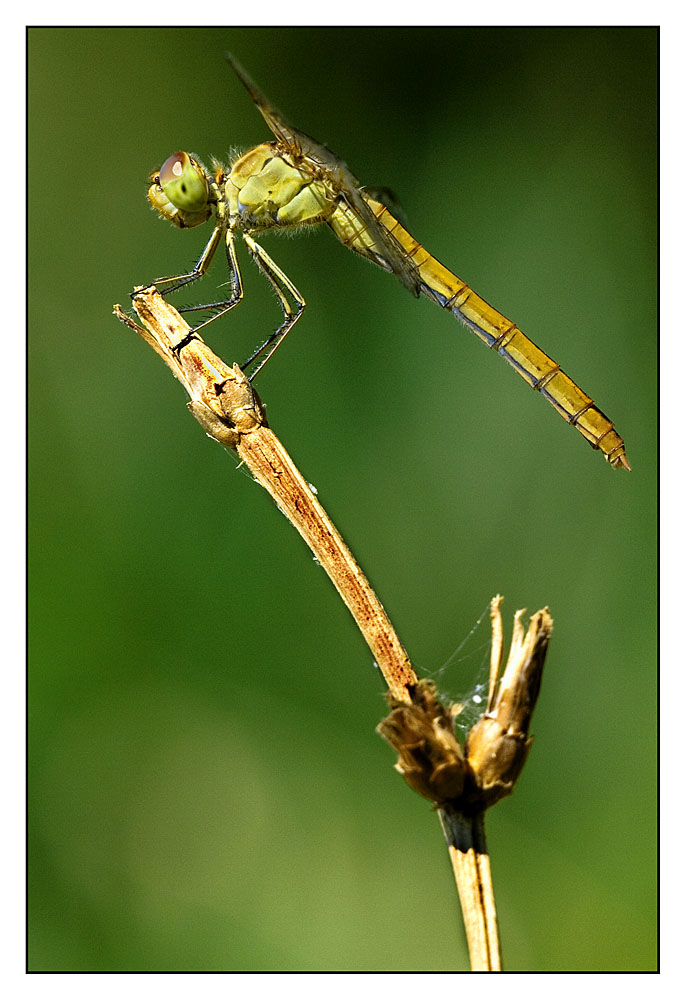 Libellula...si un'altra :)