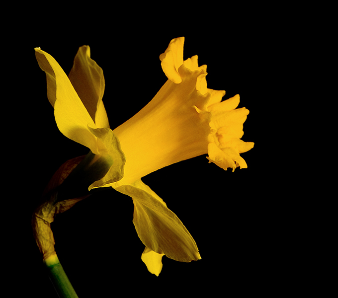 narciso