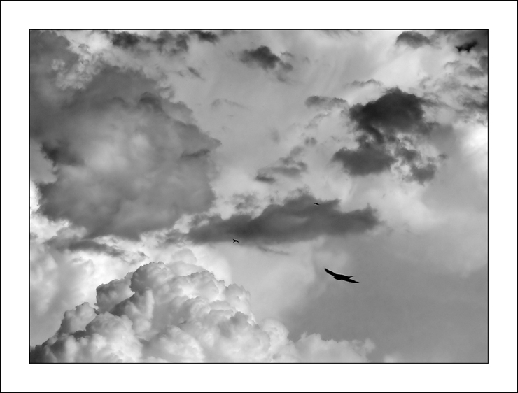 volando verso la libert�