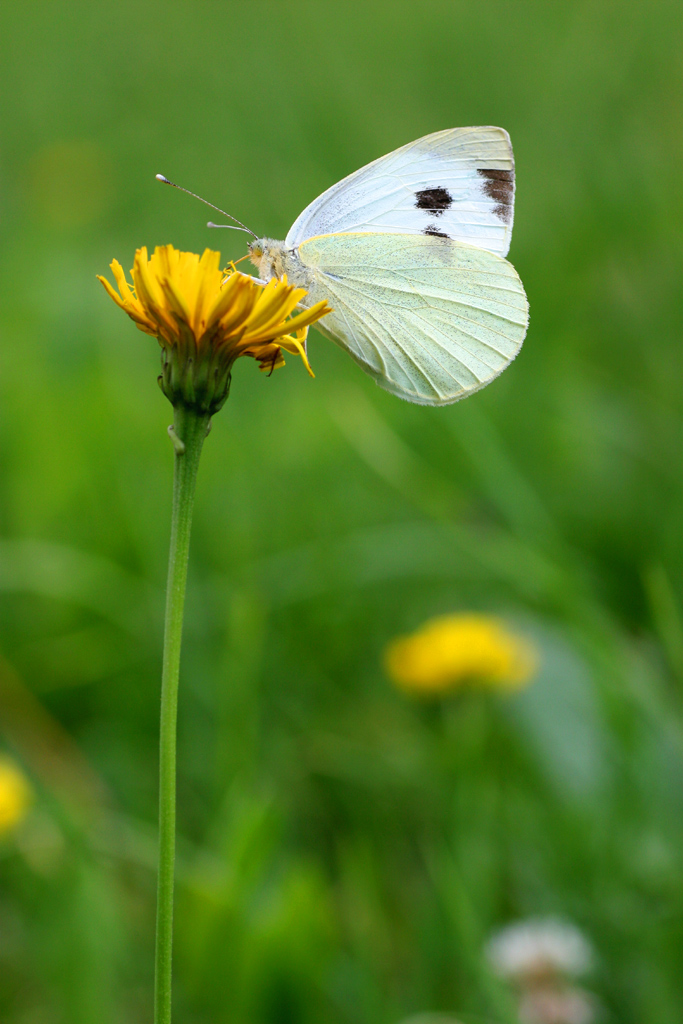 Farfalla comune sul tarassaco