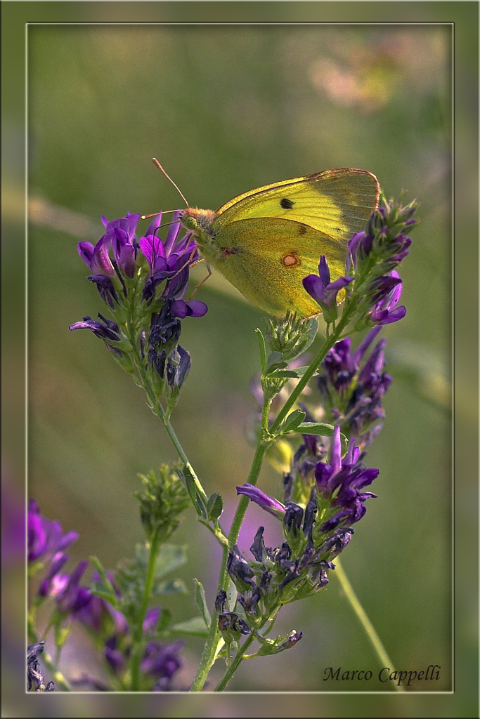 Ultima Farfalla ... di oggi Quasi in trasparenza