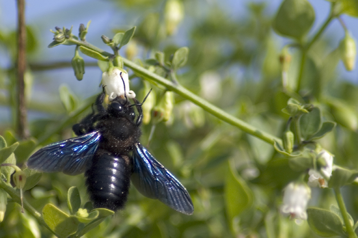 Ci riprovo con gli insetti