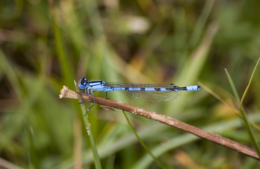 Libellula Coenagrion puella