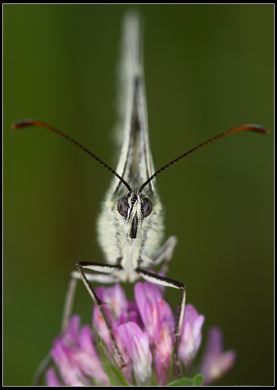 Papillon