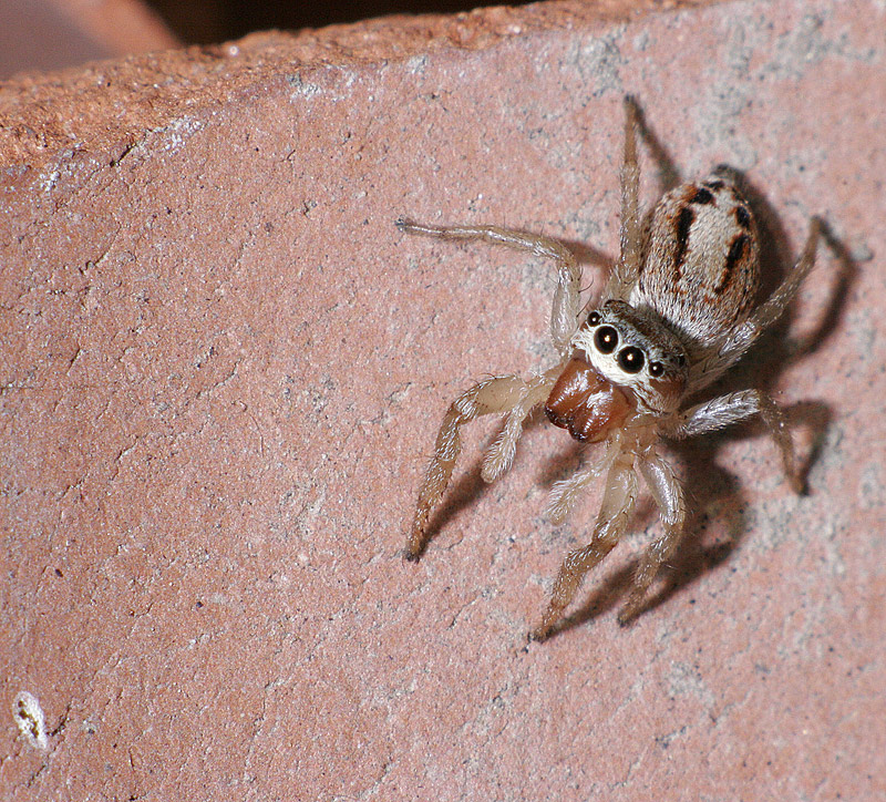 Ragnetto Saltatore...