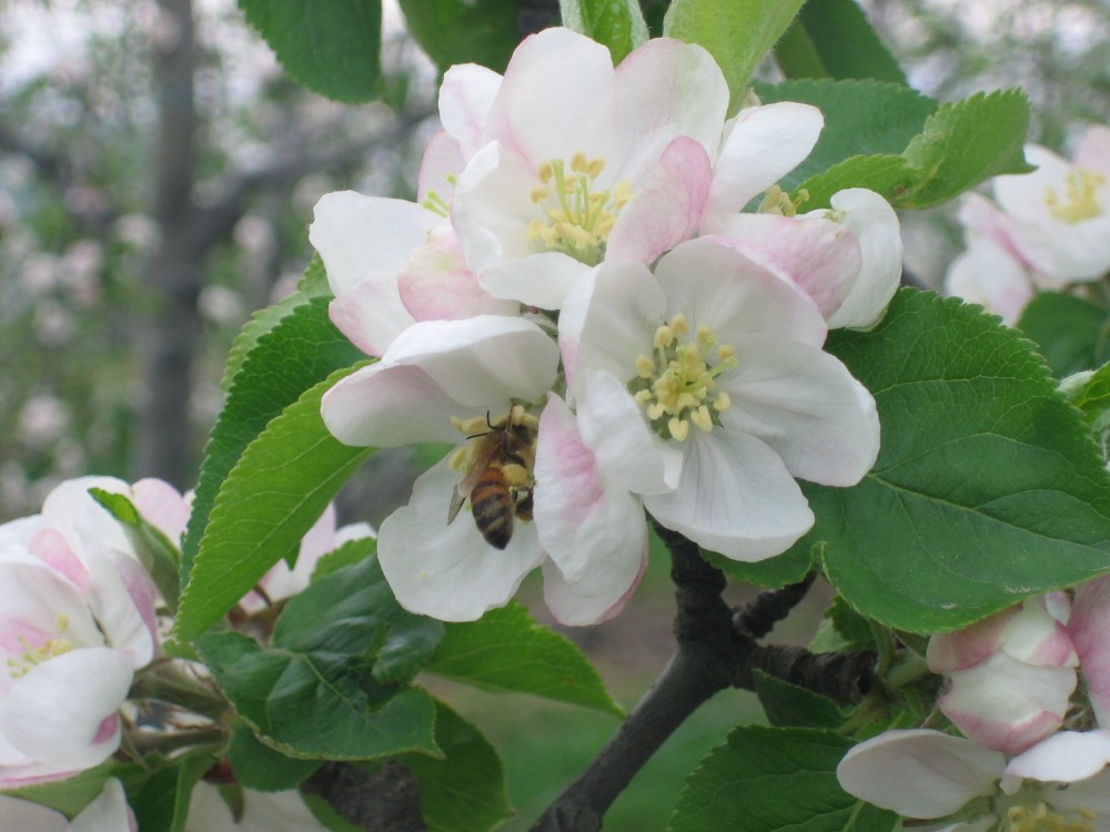 Felice chi intende il linguaggio dei fiori e delle cose mute..