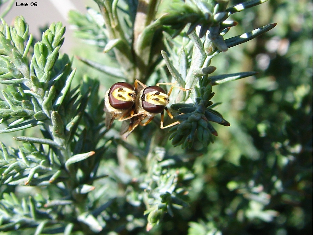 amplesso in balcone2
