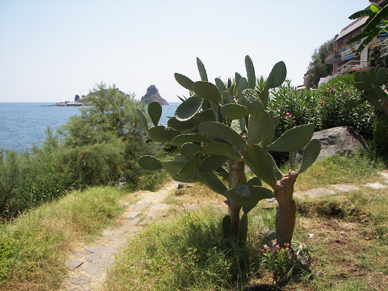 Acitrezza mediterranea