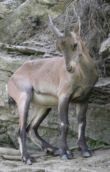 Camoscio spensierato.