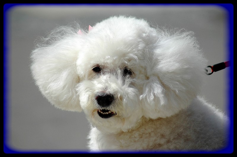 Il Barboncino Attento