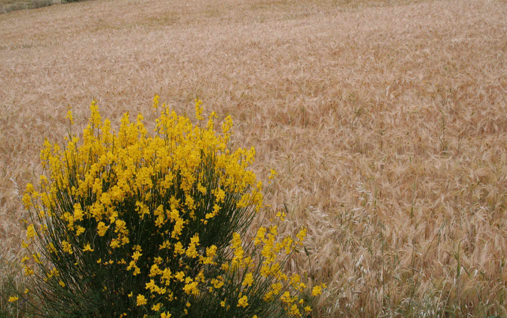 ginestra & grano
