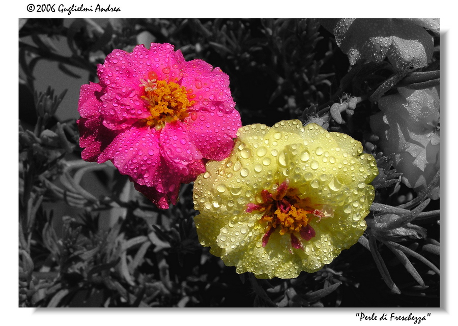 Perle di Freschezza..