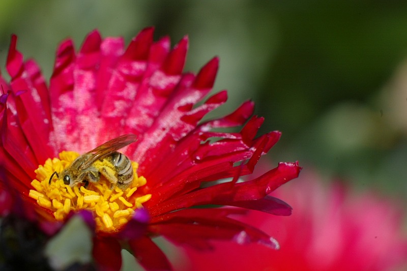 Ape, ritratto ambientato