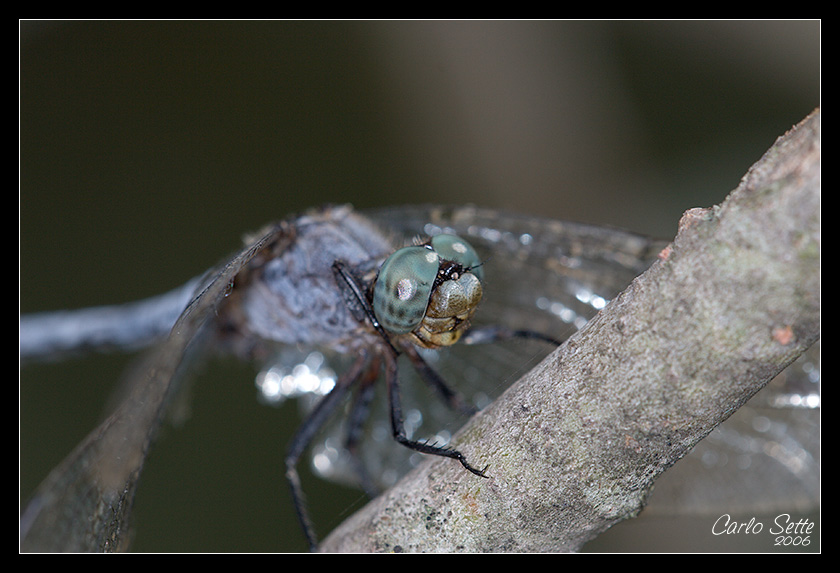 Cacciatore in agguato