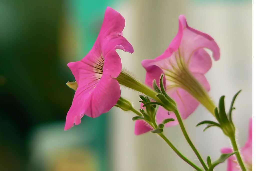 petunia
