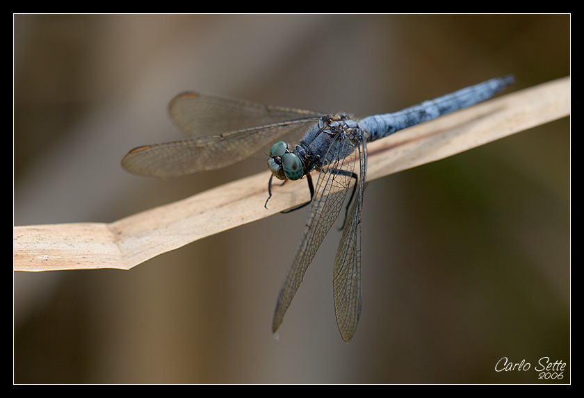 Cacciatore in agguato 4