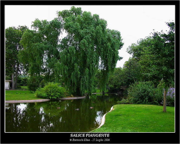 Salice Piangente!