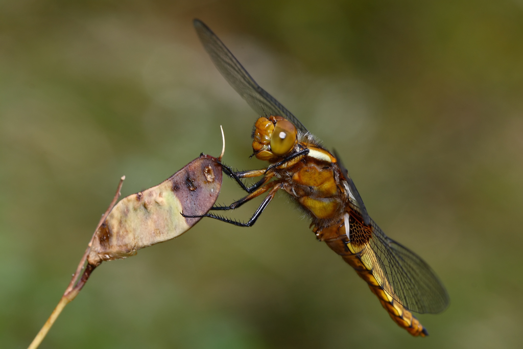 libellula