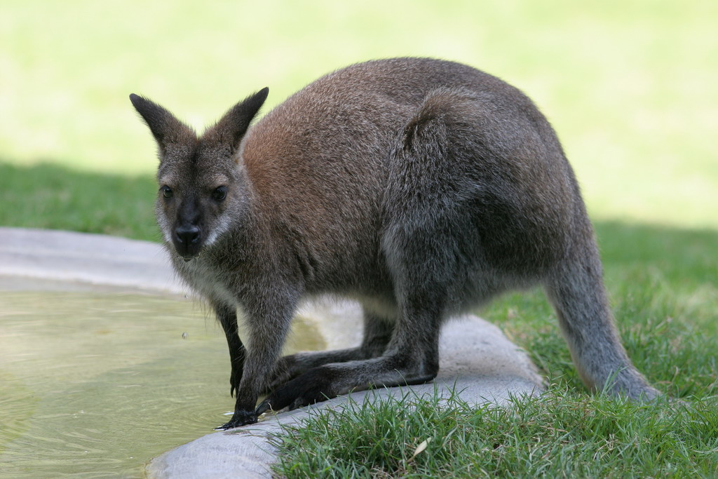 Canguro... assetato!