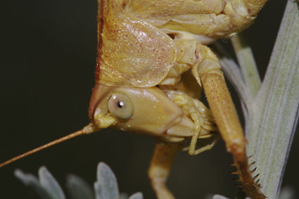 Locusta