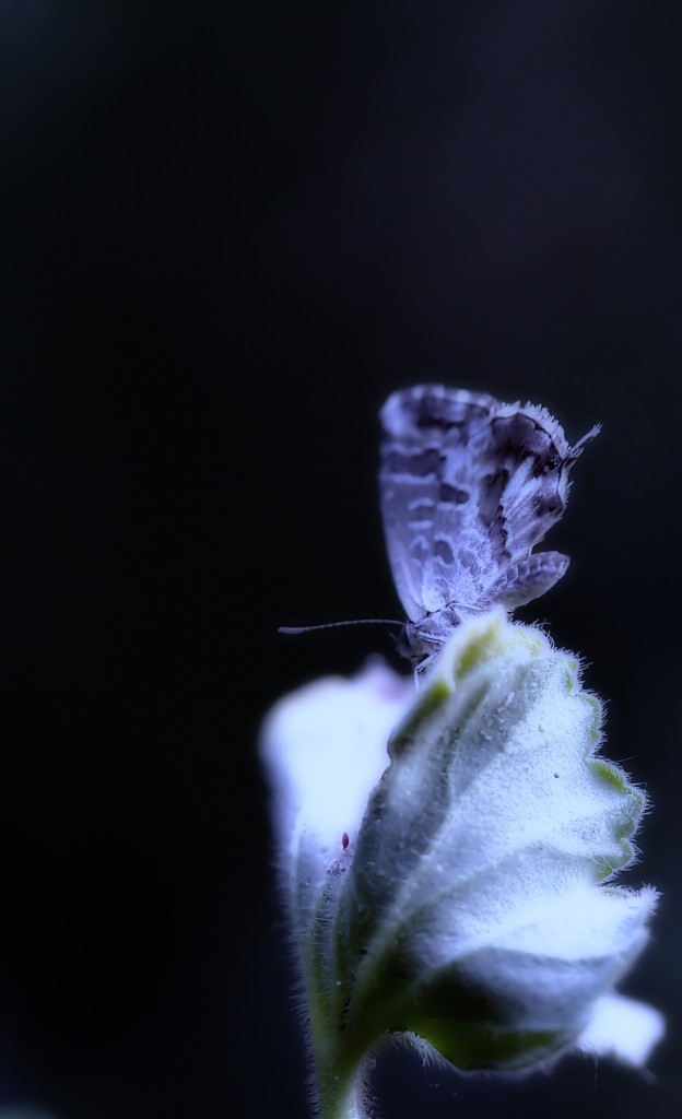 Farfallina in notturno