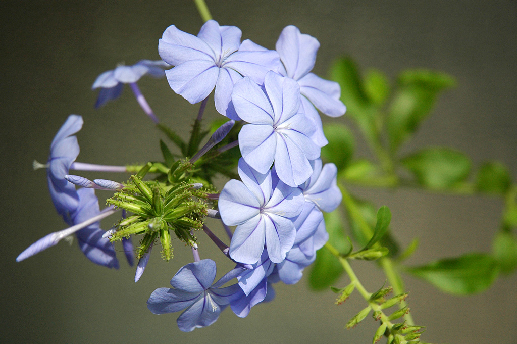 plumbago