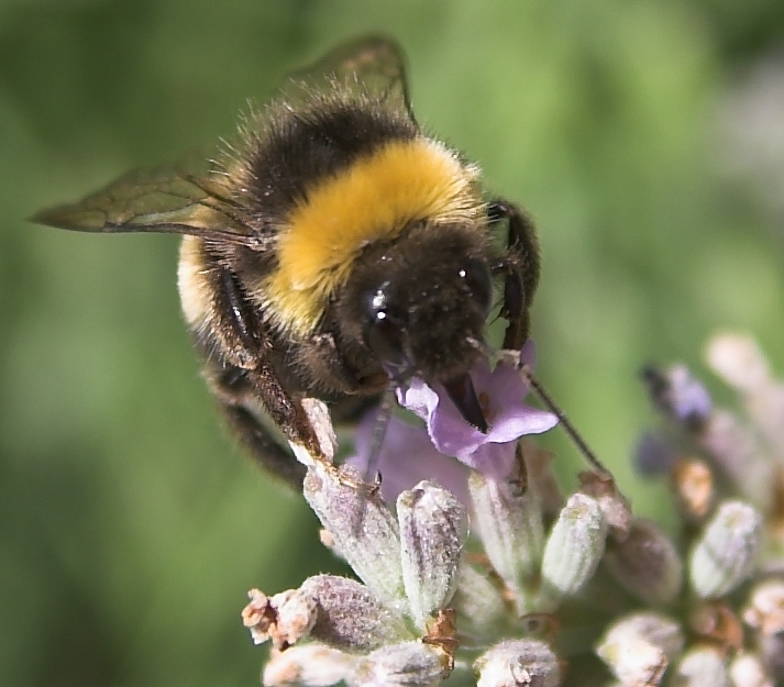 Ape su fiori di lavanda