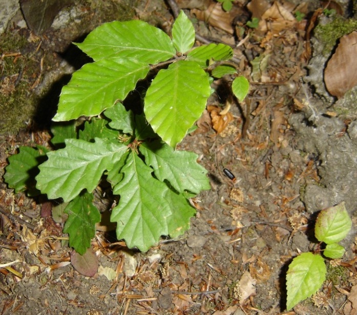 Lucciola con il sedere acceso