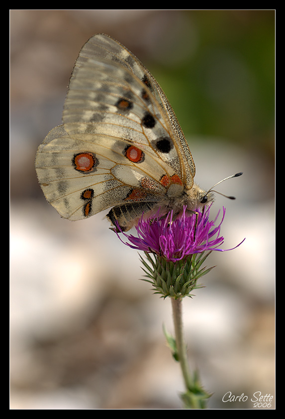Parnassius apollo