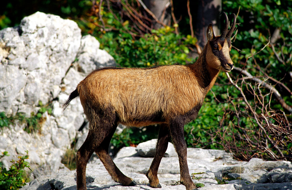 Camoscio1