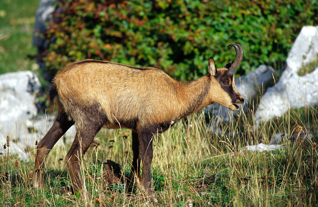 Camoscio2